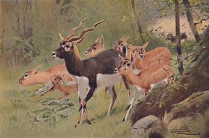 Blackbuck